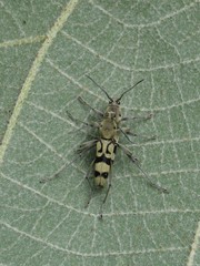 Chlorophorus signaticollis