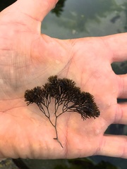 Ahnfeltia fastigiata