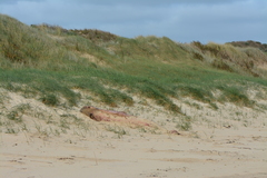 Kogia breviceps