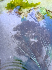 Ahnfeltia fastigiata