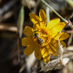 Lasioglossum titusi