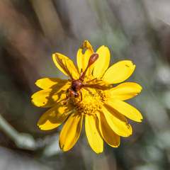 Physocephala burgessi