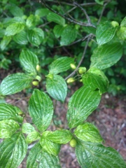 Cornus sessilis