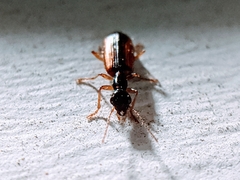 Leptotrachelus dorsalis