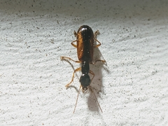 Leptotrachelus dorsalis