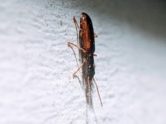 Leptotrachelus dorsalis