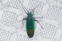 Orthotylinae