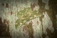 Aeolochroma viridicata