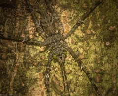 Phricta aberrans