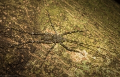 Phricta aberrans