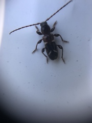 Phymatodes nitidus