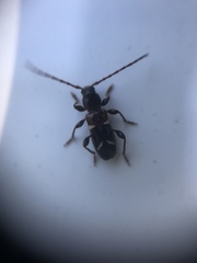 Phymatodes nitidus