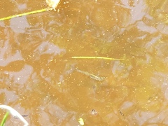 Poecilia latipinna