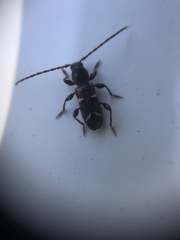 Phymatodes nitidus