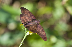 Anastrus sempiternus sempiternus