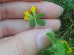 Lotus ornithopodioides