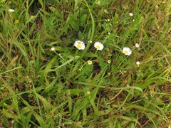 Erigeron tenuis