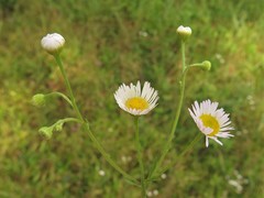 Erigeron tenuis
