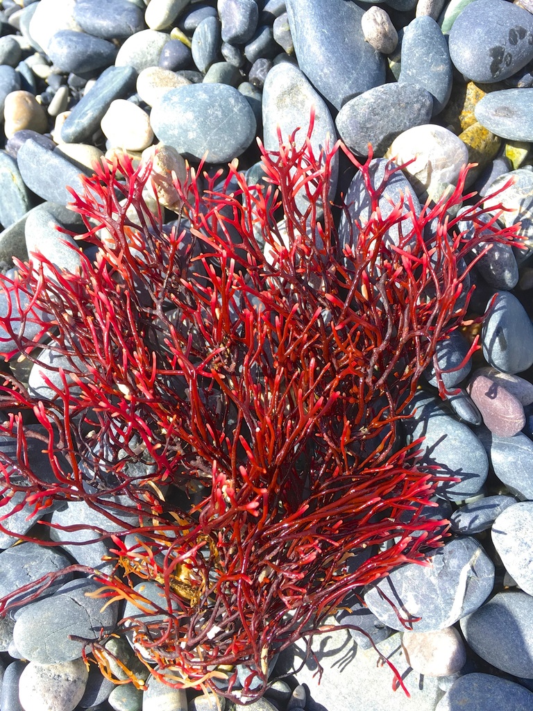 Fredericqia decewii