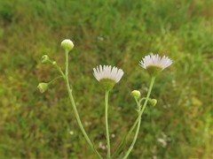 Erigeron tenuis