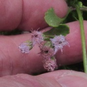 Ageratum maritimum