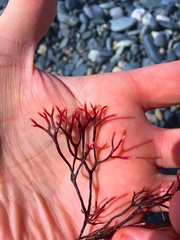 Fredericqia decewii