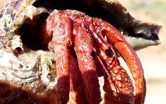 Paguristes frontalis