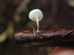 Gloiocephala