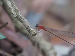 Teinobasis rufithorax