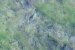 Cyprinodon nevadensis mionectes