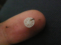 Gloiocephala