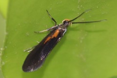 Mathildana newmanella
