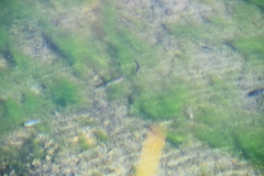 Cyprinodon nevadensis mionectes