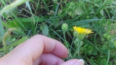 Crepis sancta