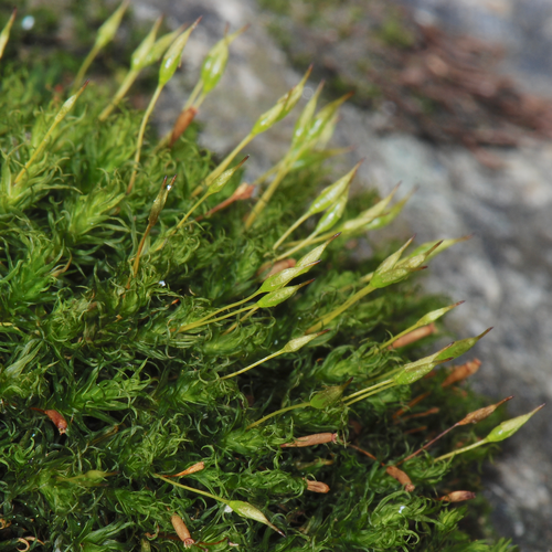 Ptychomitrium gardneri