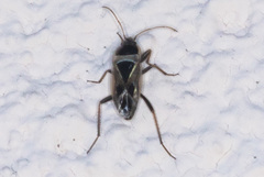 Xanthochilus saturnius