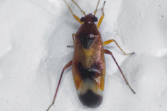 Ceratocapsus apicalis