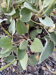Eriogonum compositum
