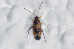 Ceratocapsus apicalis