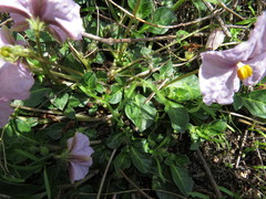 Lycianthes peduncularis