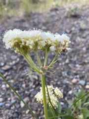 Eriogonum compositum