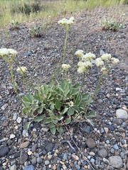 Eriogonum compositum