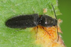 Limonius basilaris