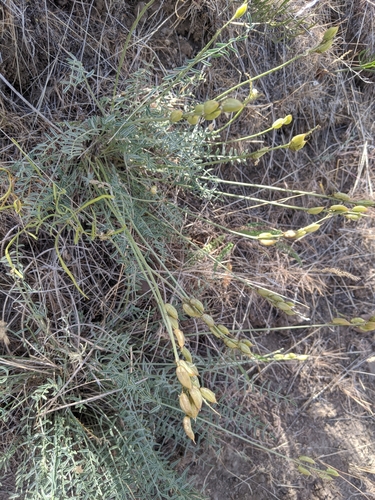 Image of Astragalus reventiformis by (c) José Garrido, some rights reserved (CC BY)