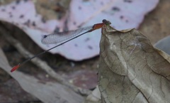 Teinobasis rufithorax