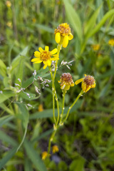 Packera pseudaurea