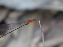 Teinobasis rufithorax