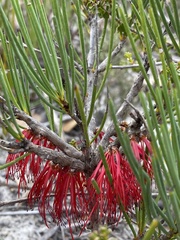 Melaleuca gracilis
