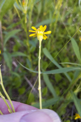Packera pseudaurea