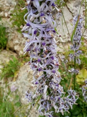 Petromarula pinnata